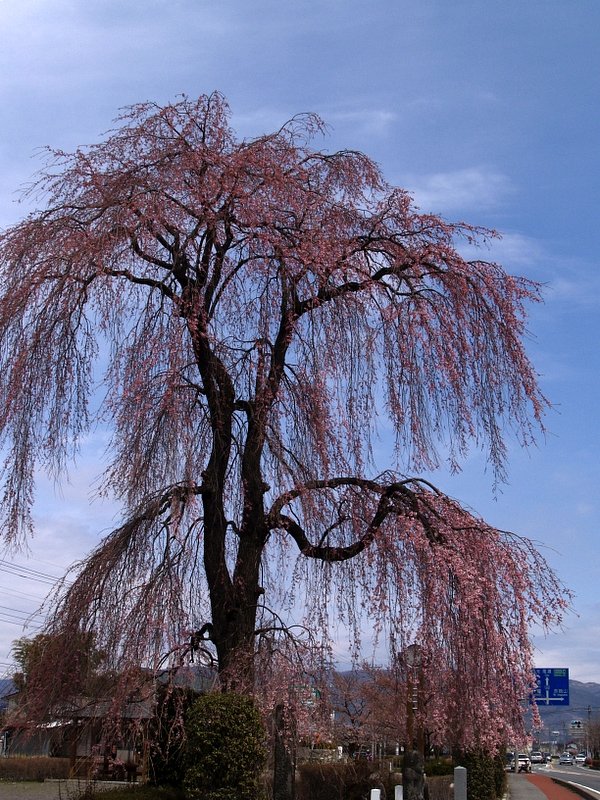 桜はまだかいな　その後