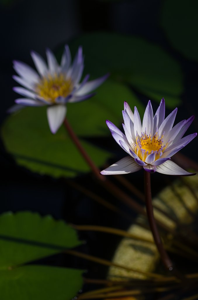 SIGMA MACRO 70mm F2.8 