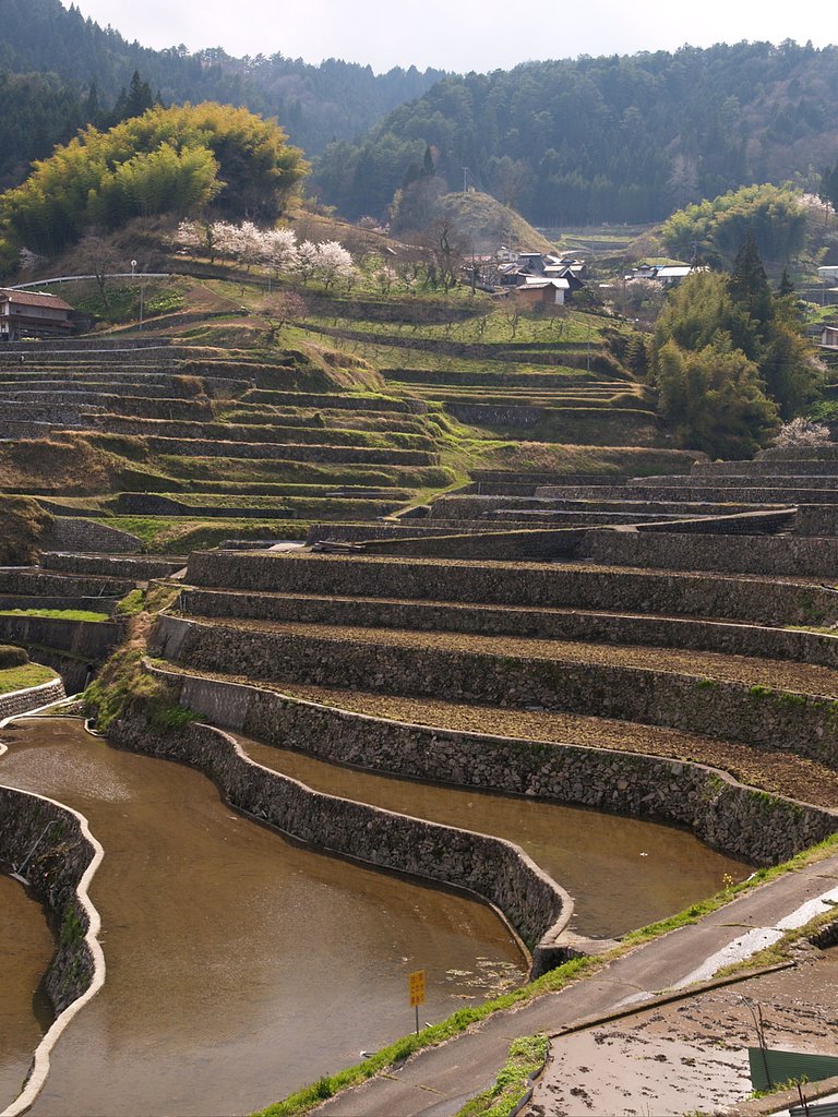 棚田