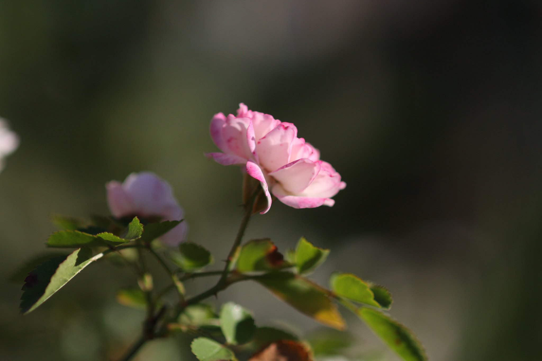 EF 100mm  F/2,8 Macro