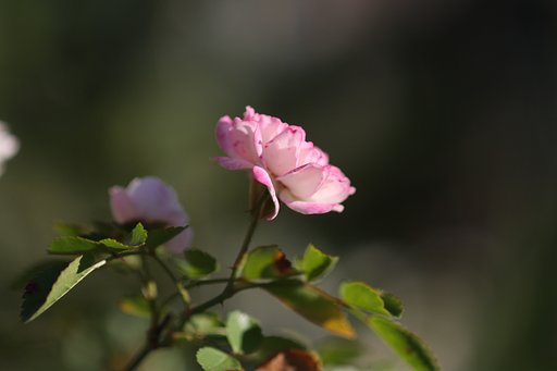 EF 100mm  F/2,8 Macro