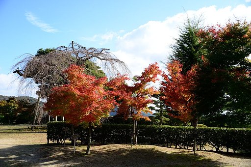 イロハモミジの紅葉