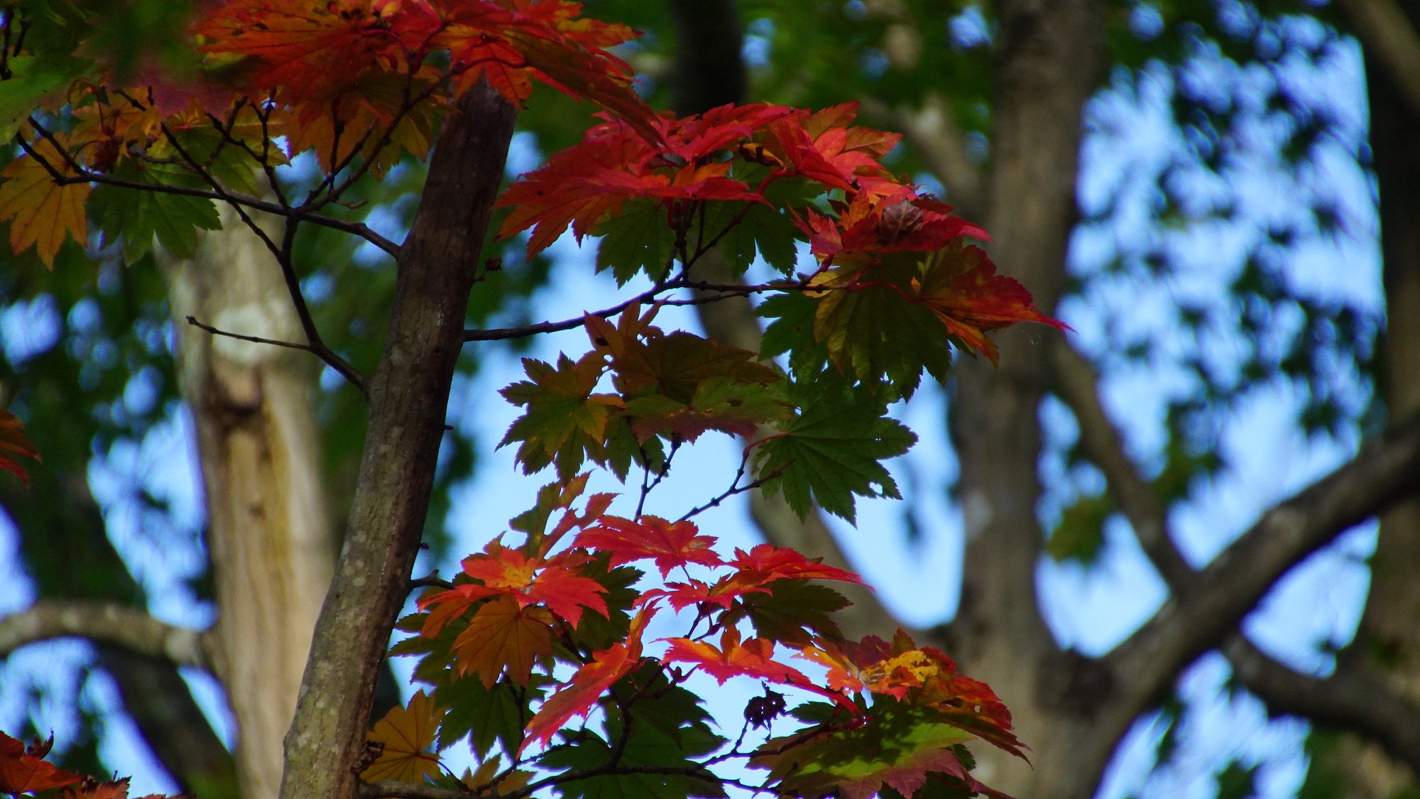 紅葉