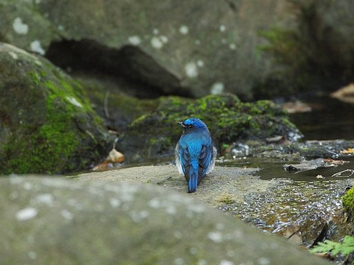 水辺に佇んで
