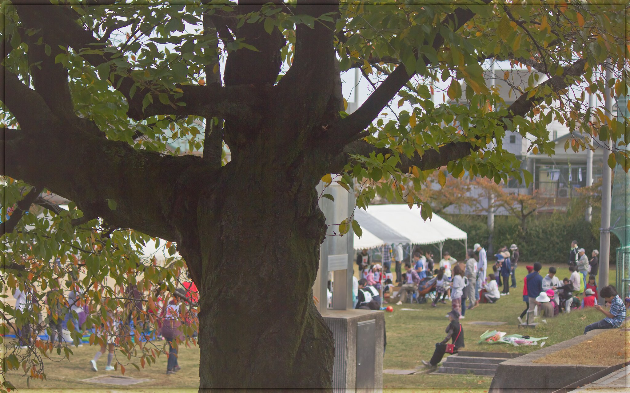 区民体育祭