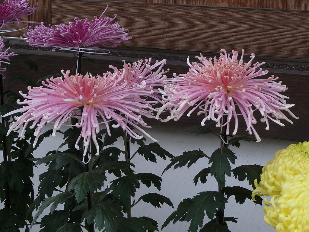 菊