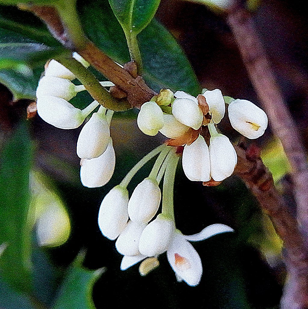 小さな花
