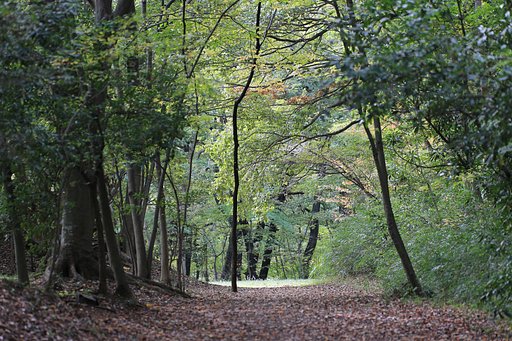 閑かな散歩道