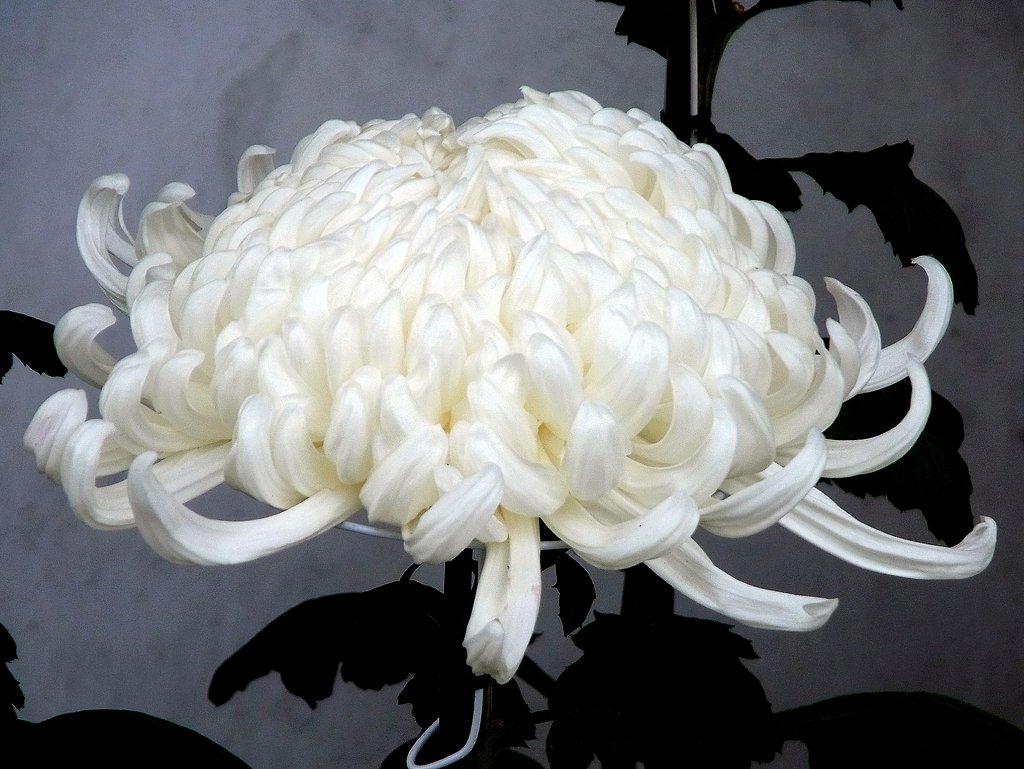 白の菊