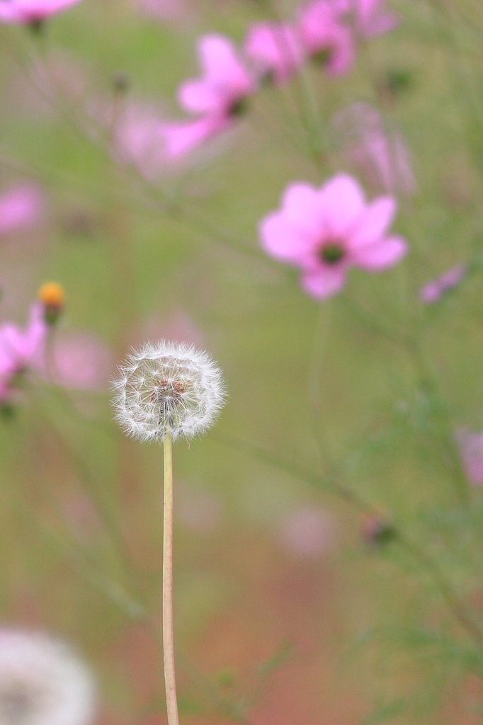 秋桜