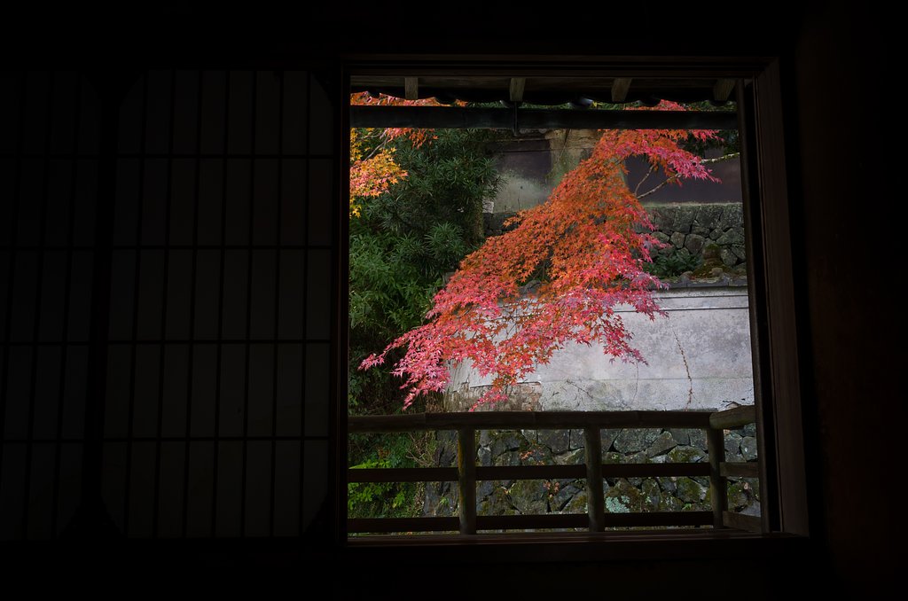 額紅葉