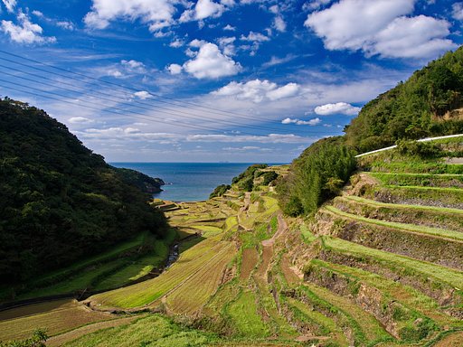 浜野浦の棚田