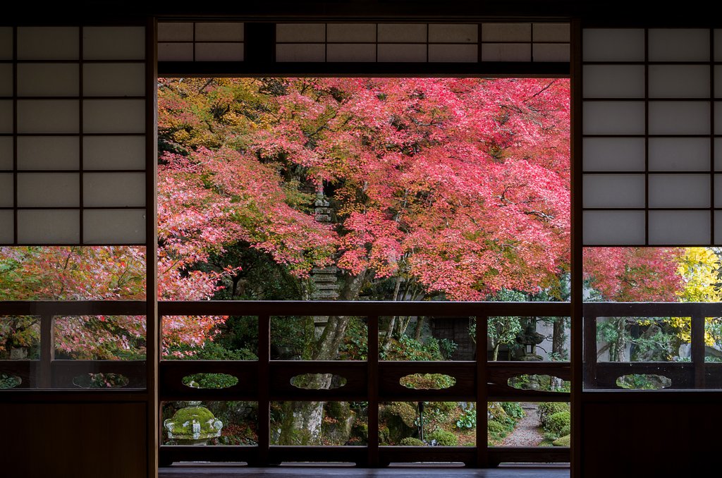額紅葉２