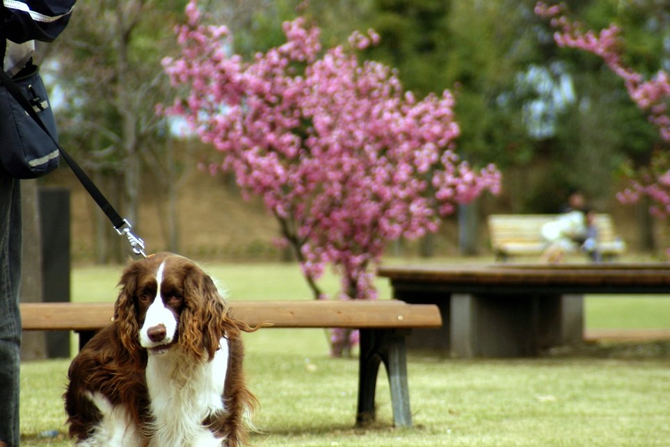 公園の犬