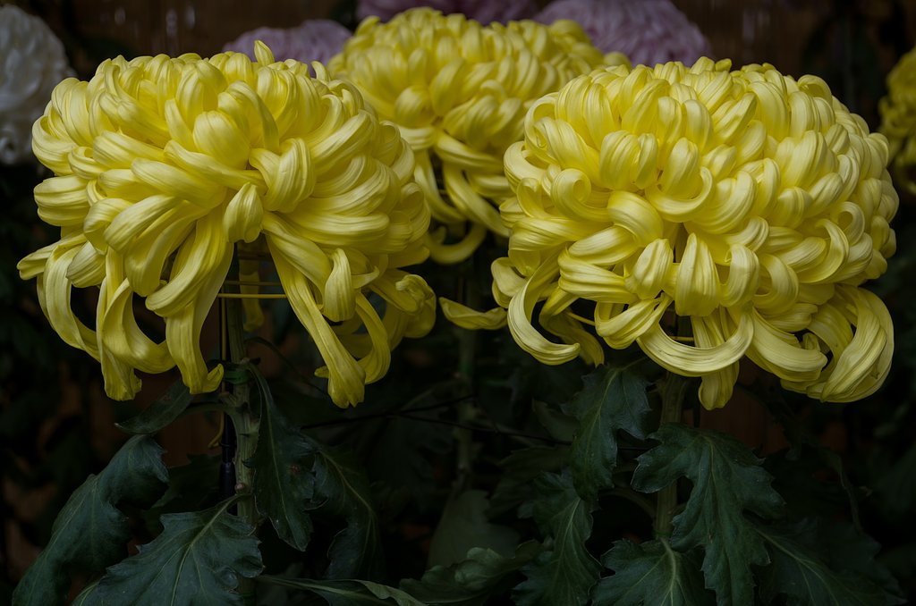 SIGMA 17-70mm F2.8-4 DC MACRO 