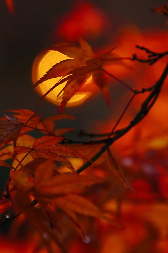 月に紅葉