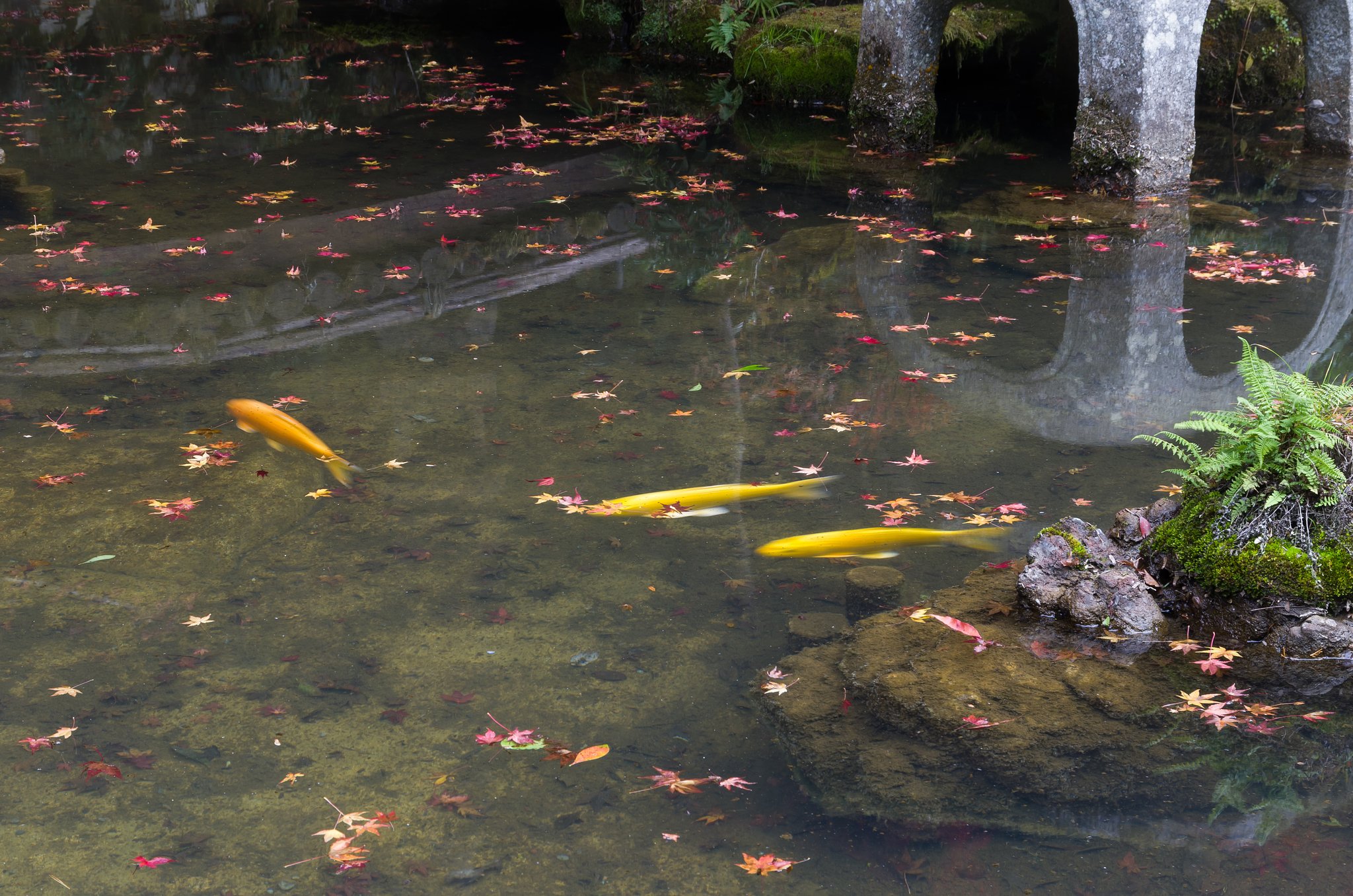 池紅葉