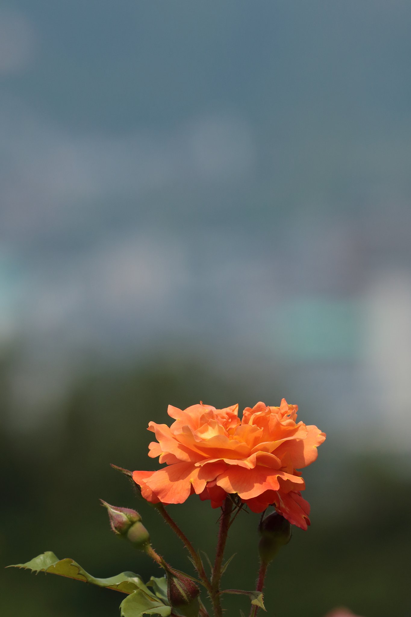 都市の薔薇