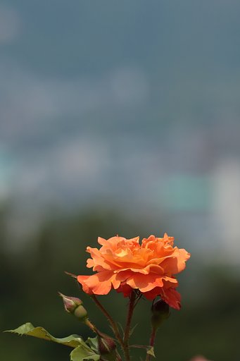 都市の薔薇
