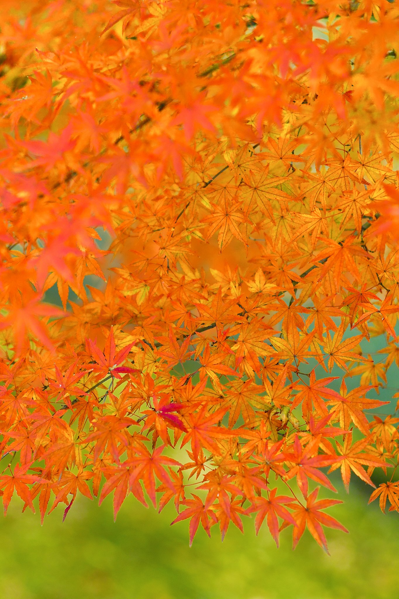 マイクロ Nikkor　Ai55mmF2.8S