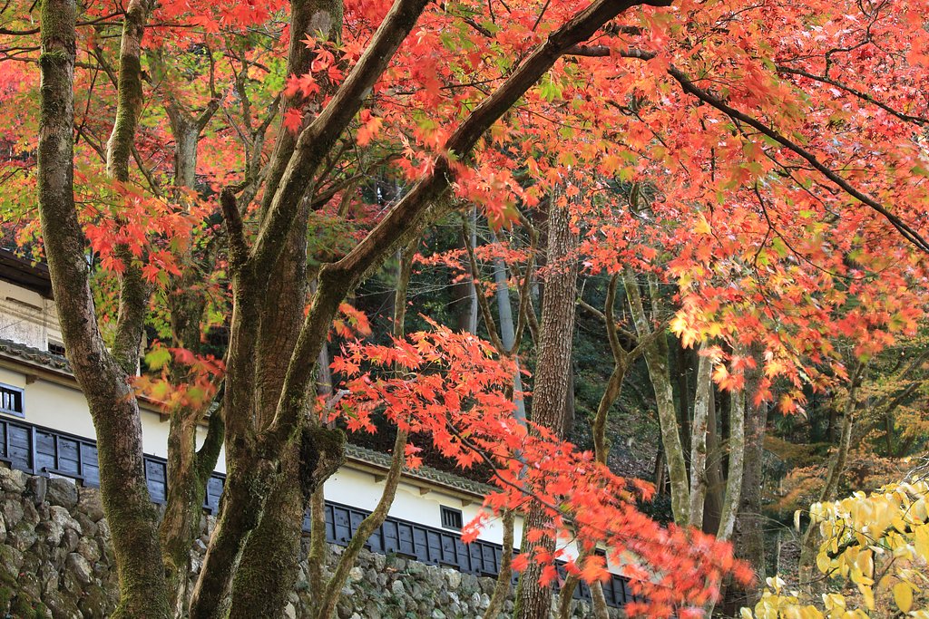 朝の横蔵寺