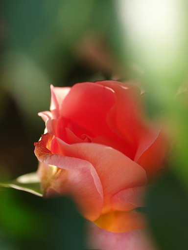 【光】花には