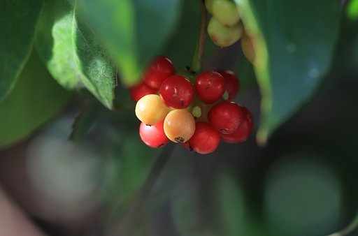 葉陰の秋