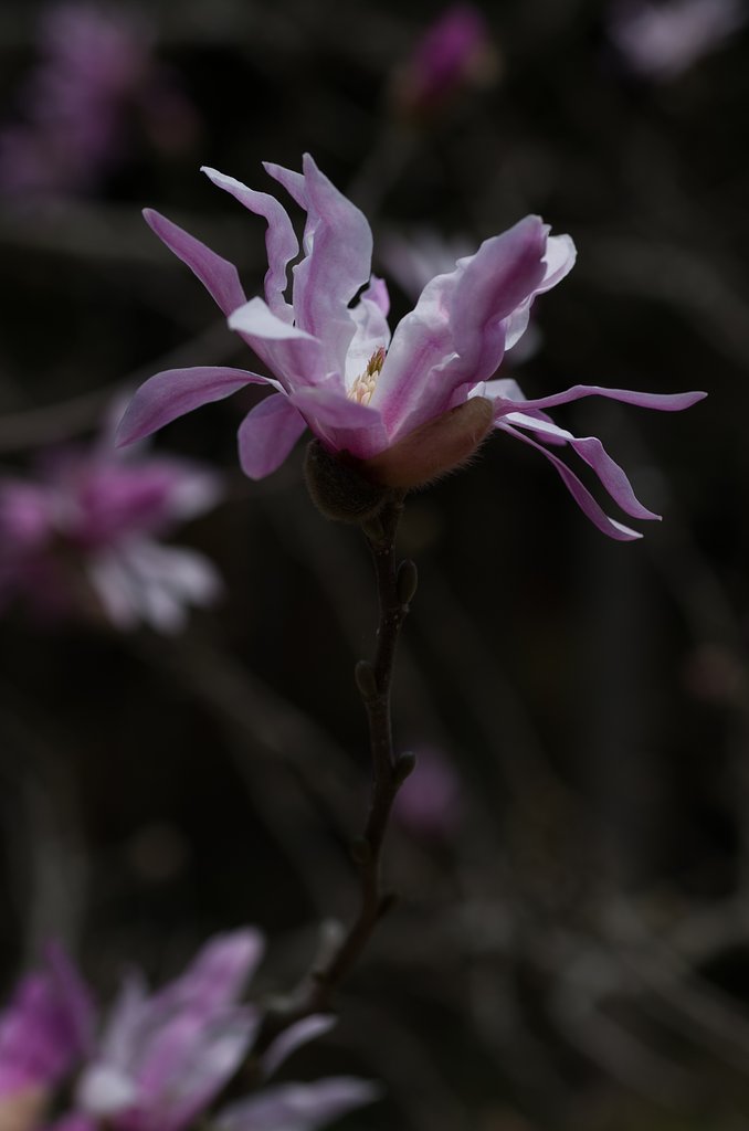 SIGMA MACRO 70mm F2.8