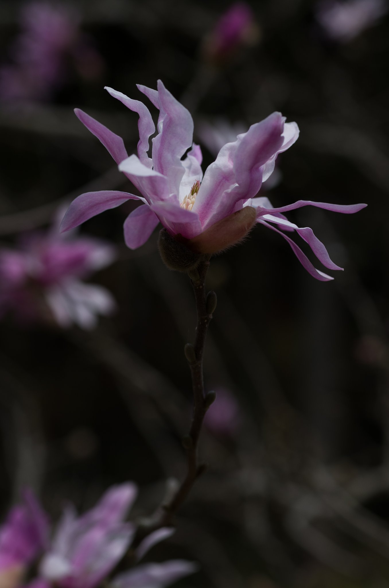 SIGMA MACRO 70mm F2.8