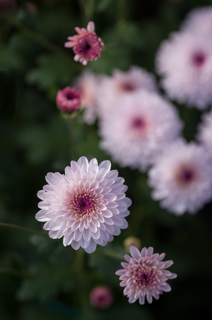 SIGMA MACRO 70mm F2.8 