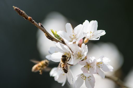 the spring