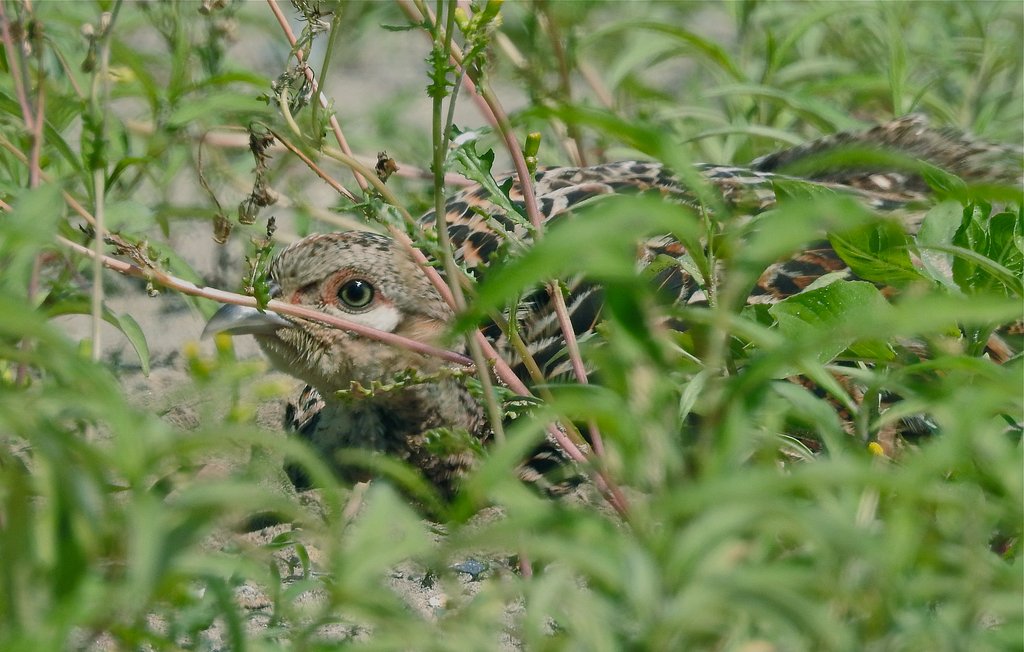 キジ ♀