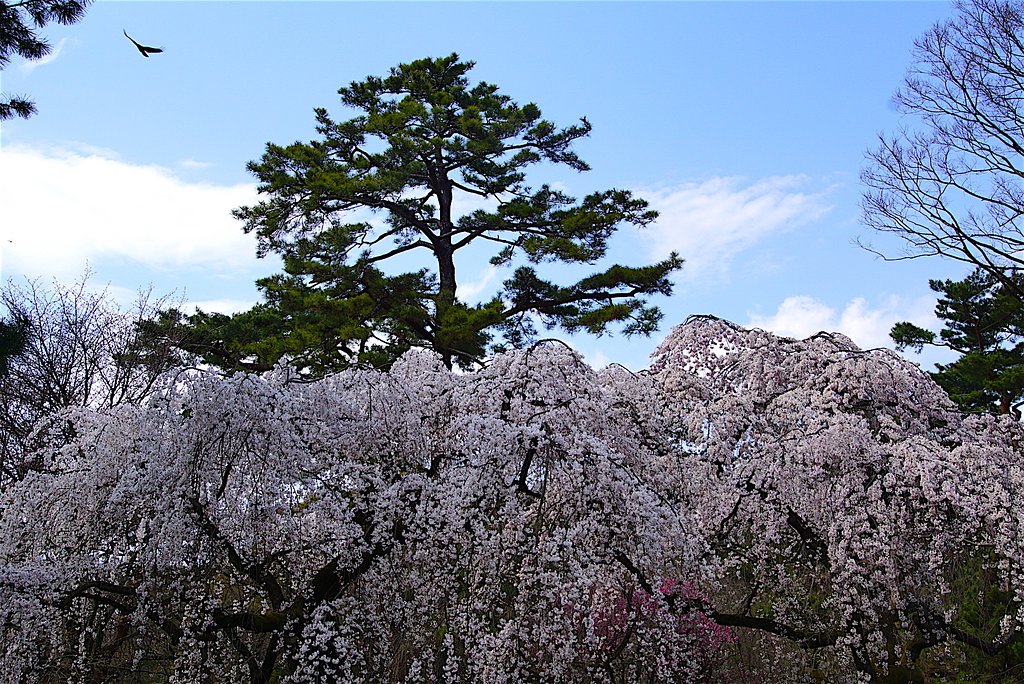 枝垂れ桜