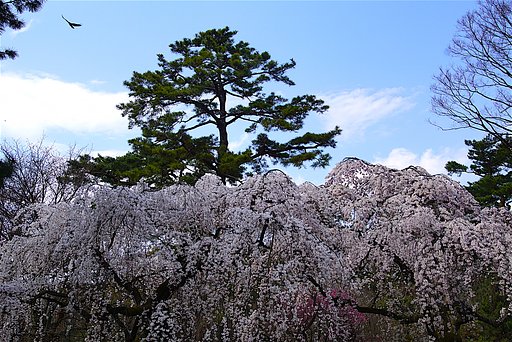 枝垂れ桜