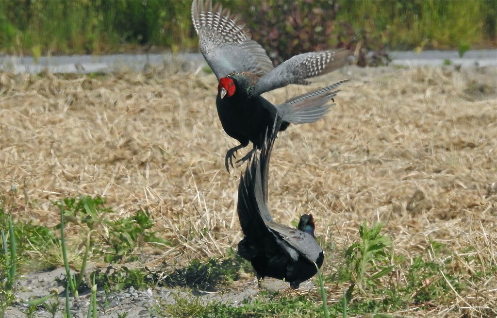 キジ ♂