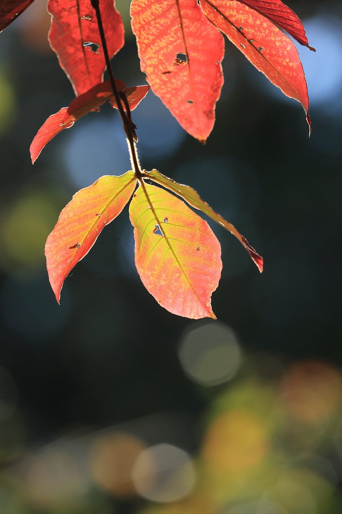 近所の紅葉