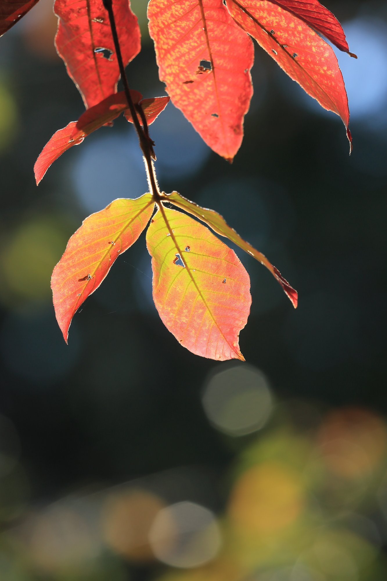 近所の紅葉