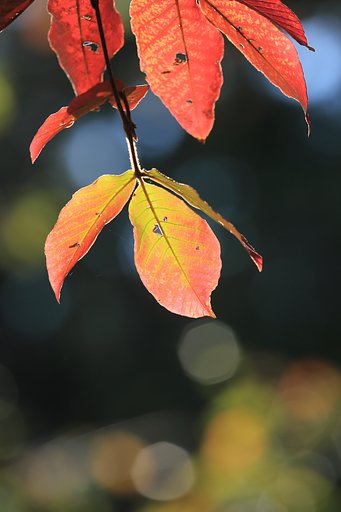 近所の紅葉