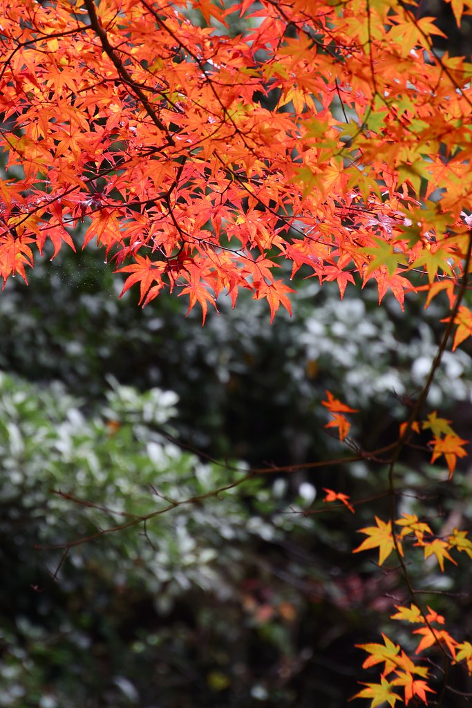 仏通寺の紅葉