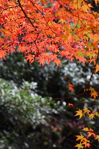 仏通寺の紅葉