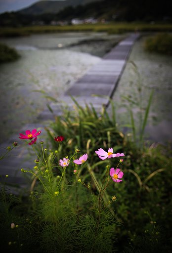 水辺のコスモス＠高知日高