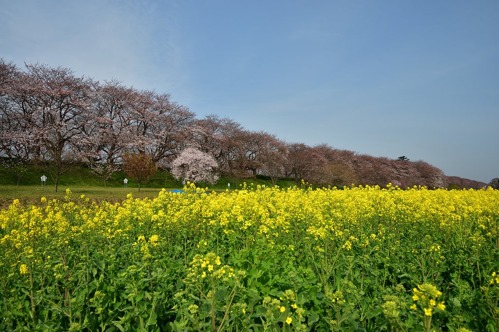 権現堂桜堤　（三分咲き）