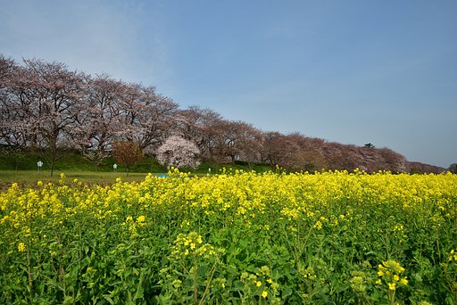 権現堂桜堤　（三分咲き）