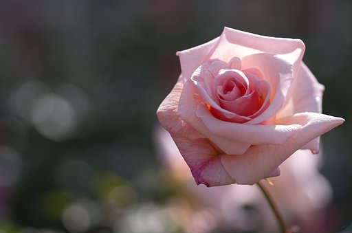 SIGMA MACRO 70mm F2.8 