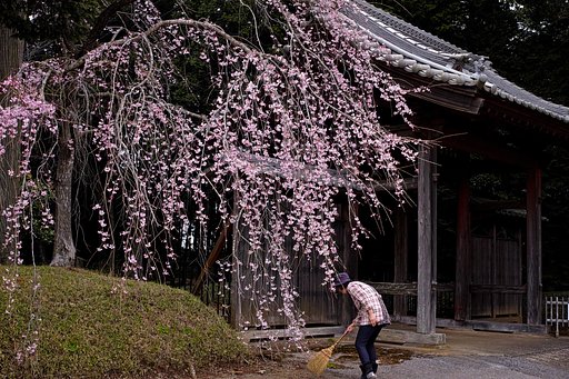 山門の枝垂れ