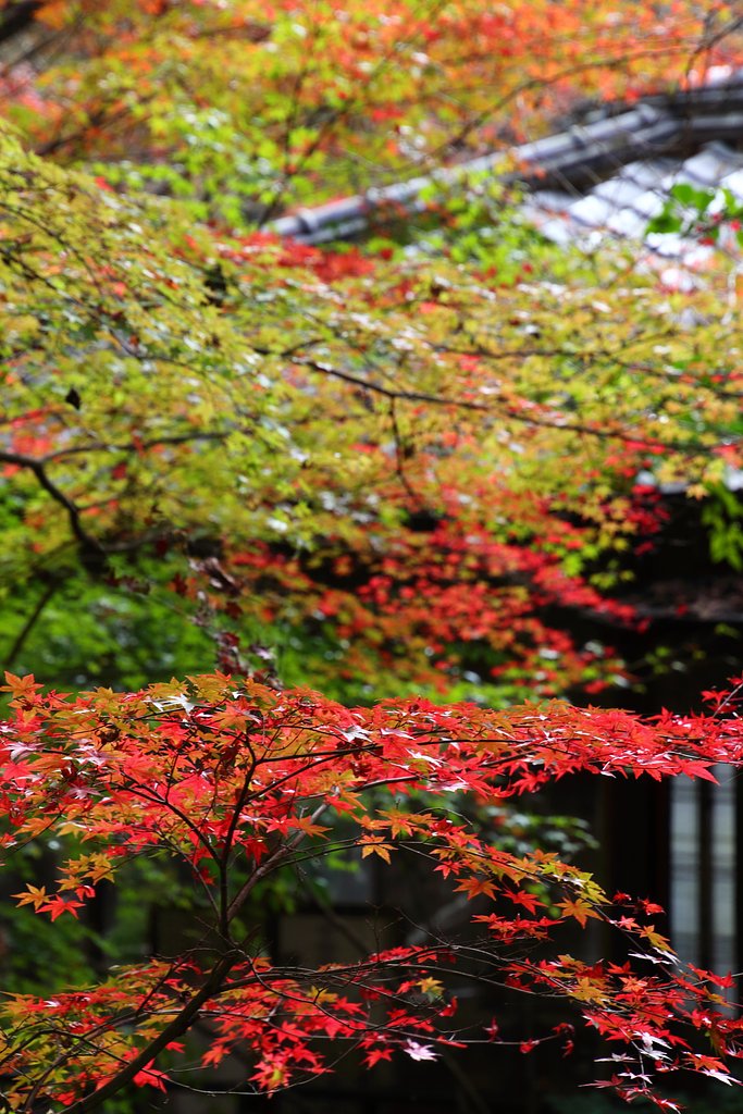 てかてか紅葉