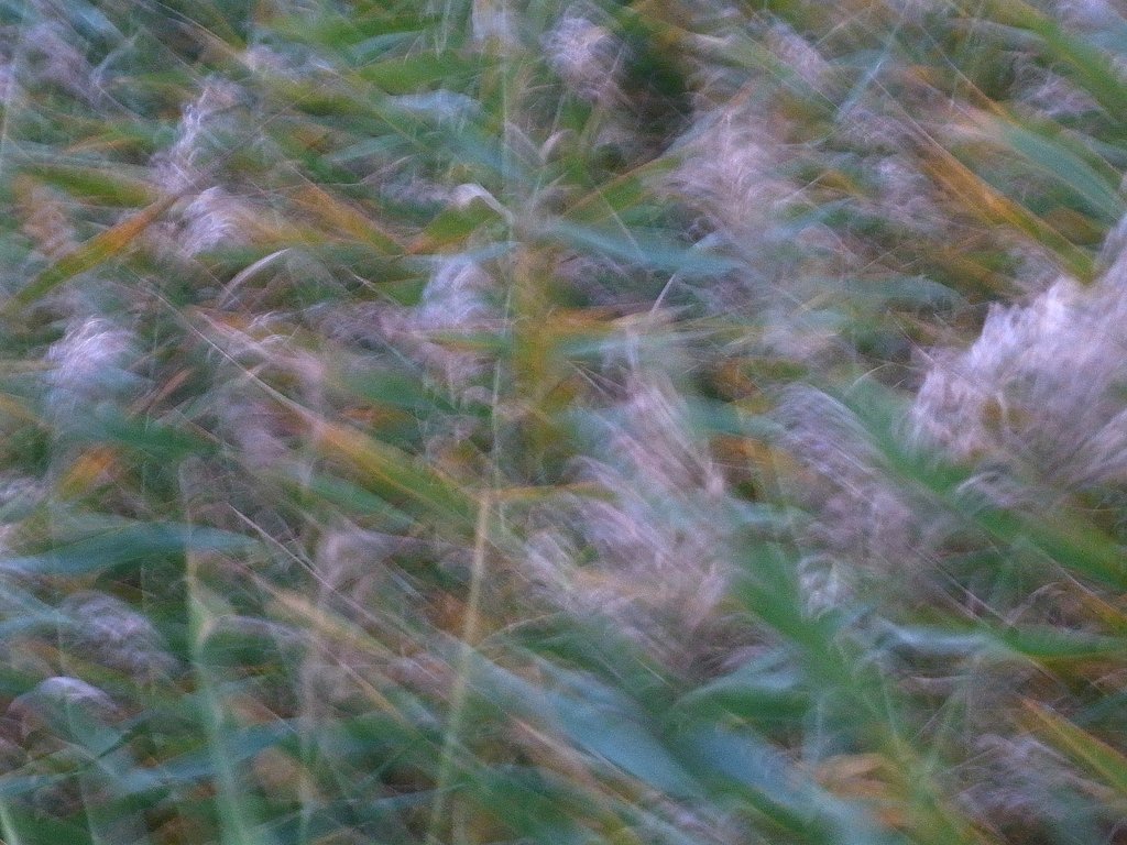ダンチクの花
