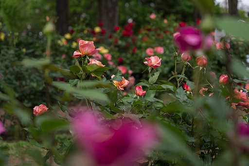 薔薇の季節