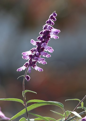 Salvia leucantha