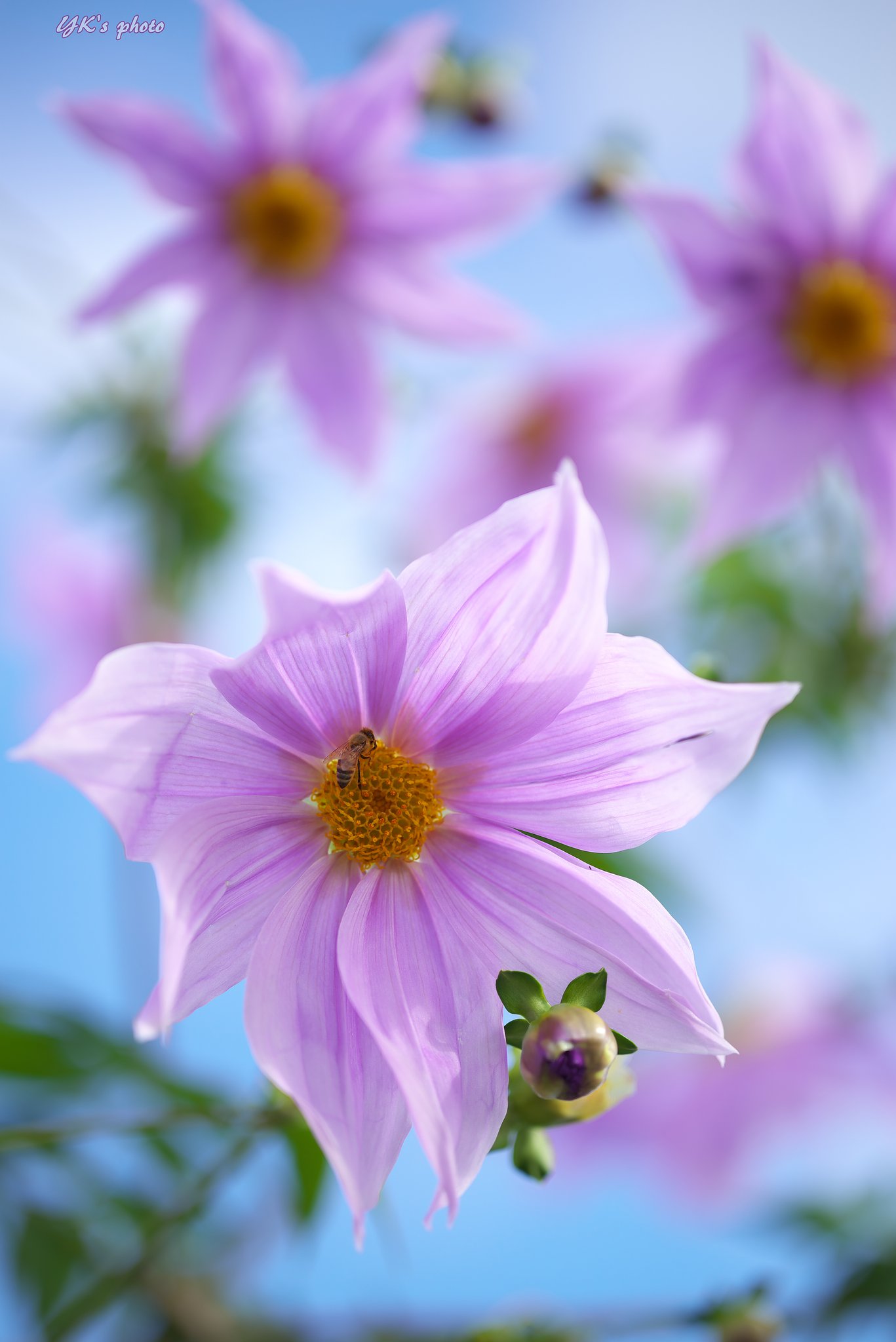 Otus 85mm F1.4 ZF2